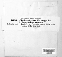 Cladosporium fumago image